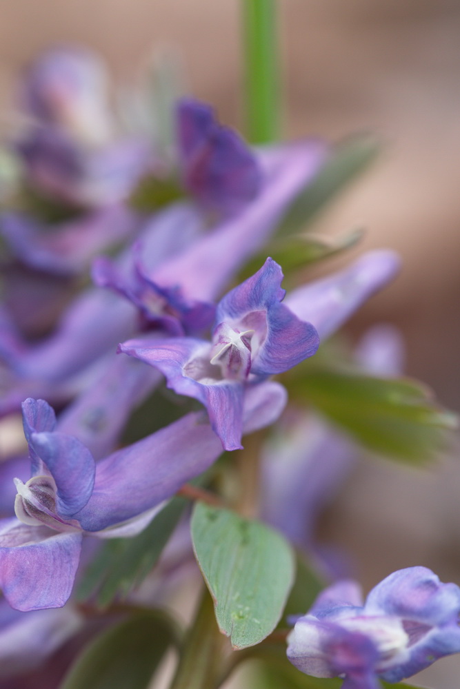 Image of Corydalis solida specimen.