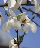 Magnolia kobus