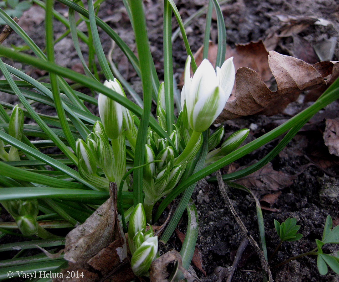 Image of Ornithogalum refractum specimen.