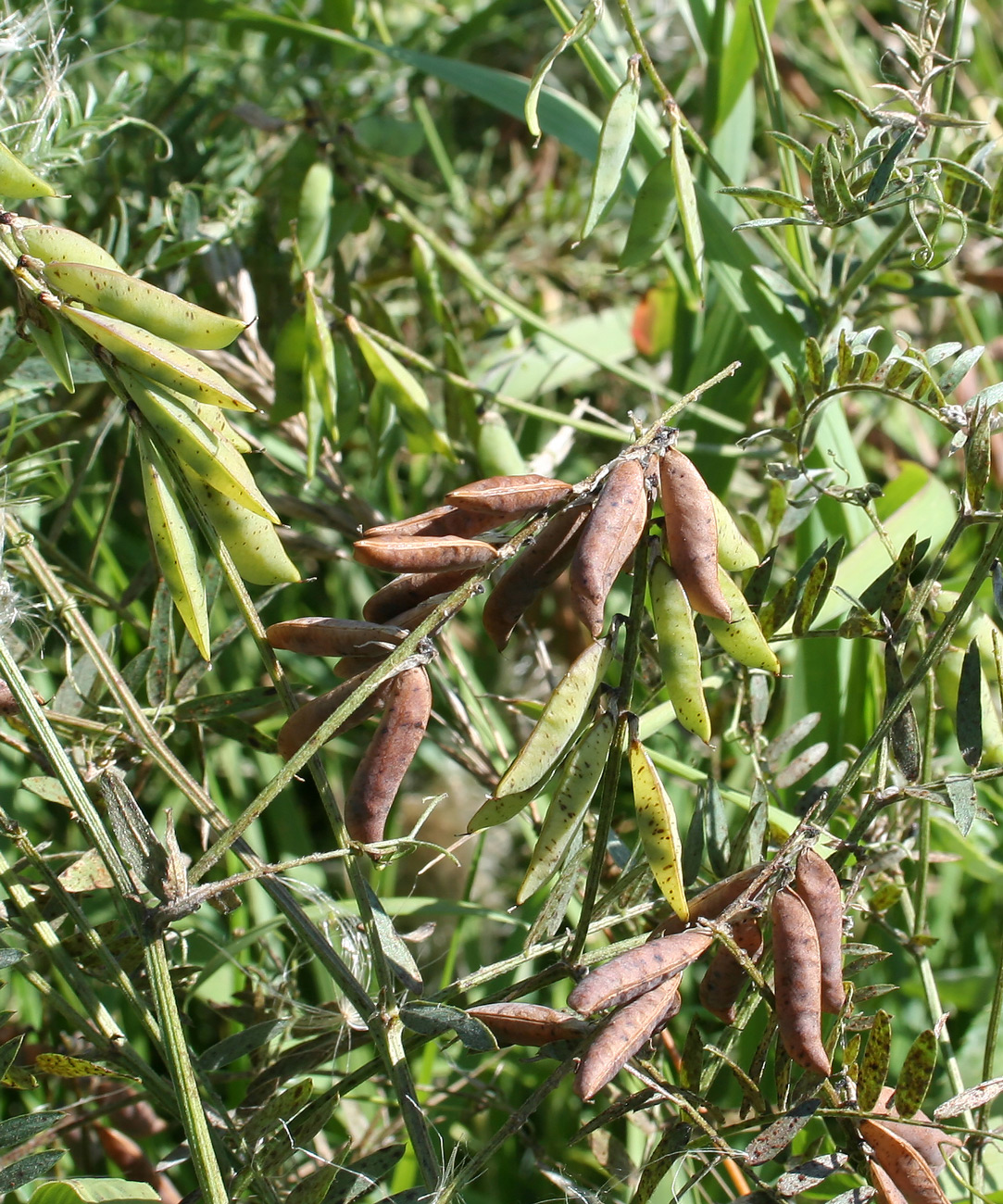 Изображение особи Vicia cracca.