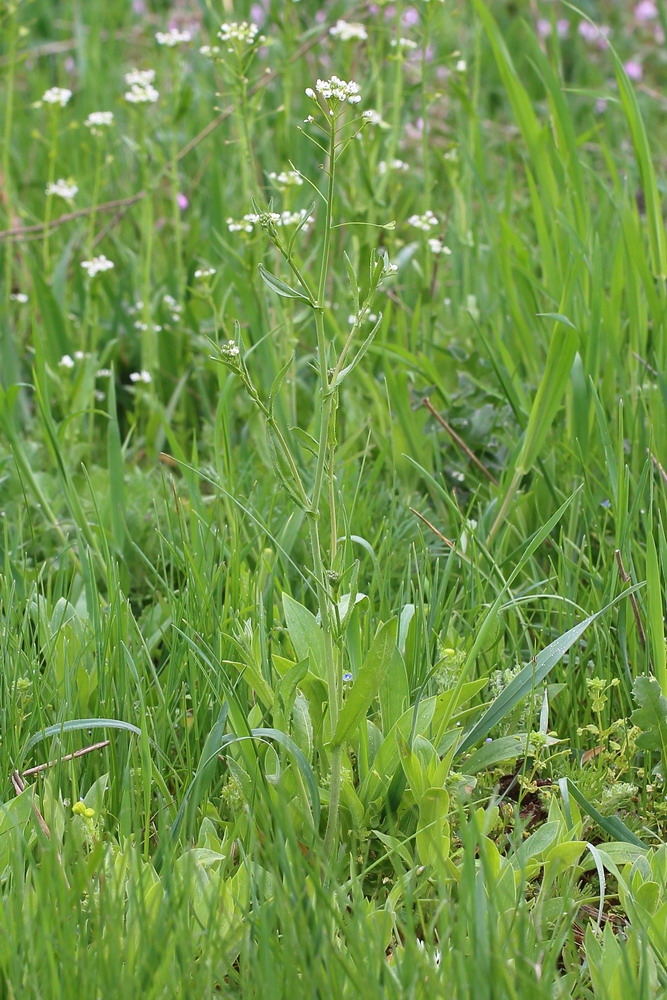 Изображение особи Capsella bursa-pastoris.