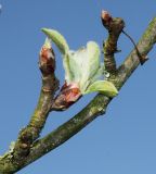 Malus sieversii. Часть ветки с развивающимся соцветием и покоящимися почками на коротких побегах. Германия, г. Дюссельдорф, Ботанический сад университета. 13.03.2014.