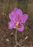 Rhododendron mucronulatum