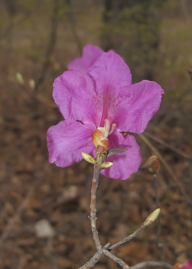 Image of Rhododendron mucronulatum specimen.