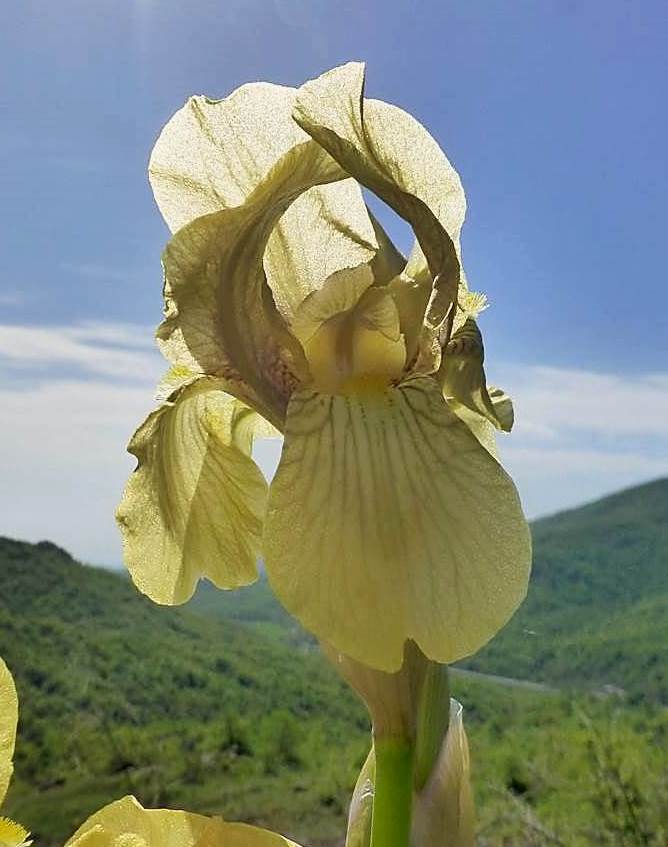 Изображение особи Iris imbricata.