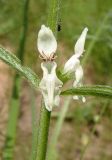 Stachys recta. Часть соцветия. Украина, г. Запорожье, пос. Солнечный, балка. 22.05.2014.