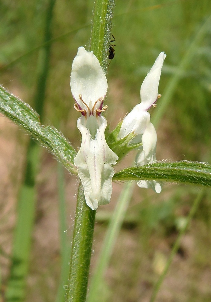 Изображение особи Stachys recta.