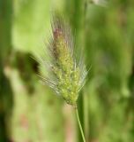 Polypogon monspeliensis