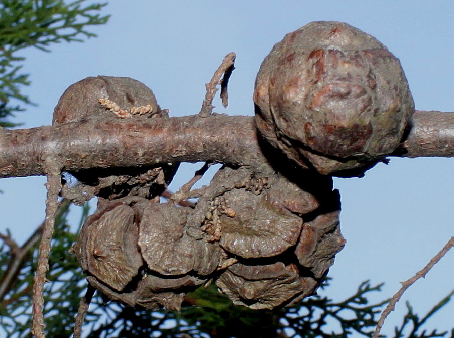 Image of Cupressus sempervirens specimen.