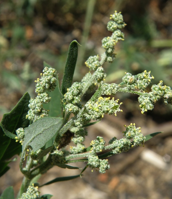 Image of Chenopodium album specimen.