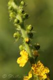 Agrimonia eupatoria