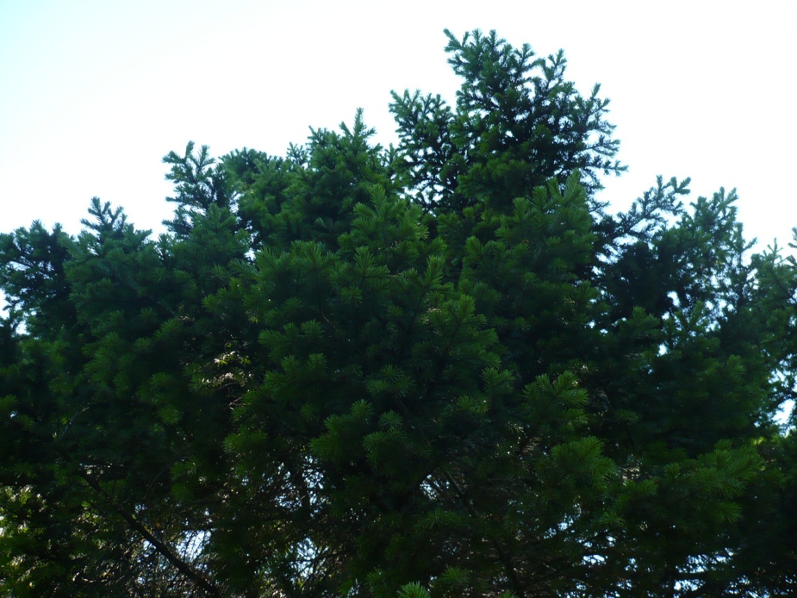 Изображение особи Abies sibirica.