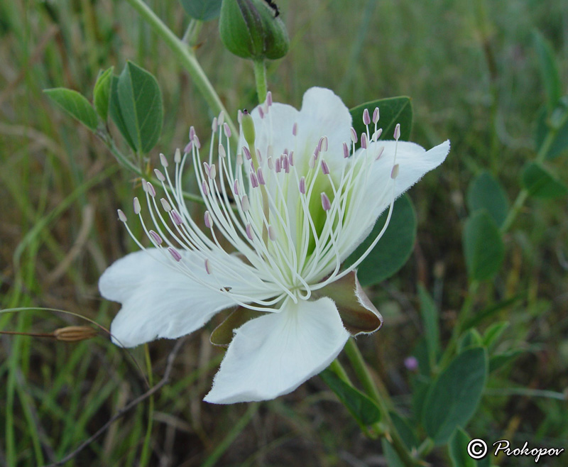 Image of Capparis herbacea specimen.