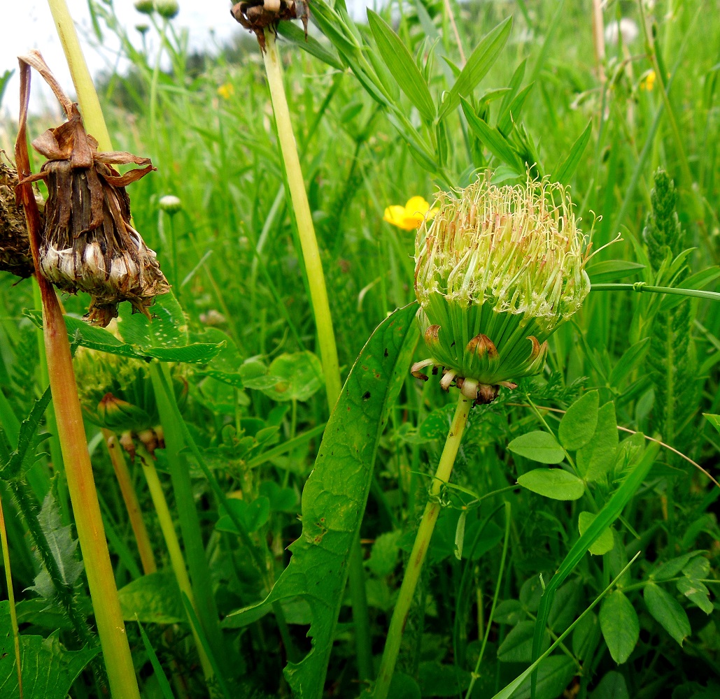 Image of Taraxacum officinale specimen.