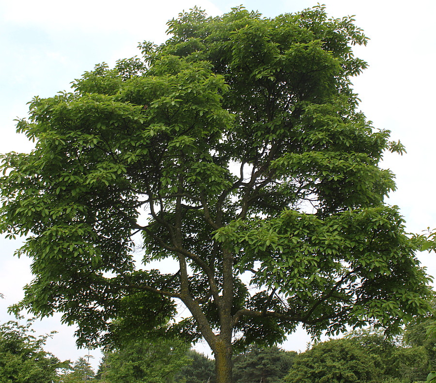 Image of Sassafras albidum specimen.