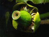 Nuphar lutea. Завязавшийся плод. Нидерланды, Гронинген, пруд у университетского госпиталя (UMCG). 16 августа 2009 г.