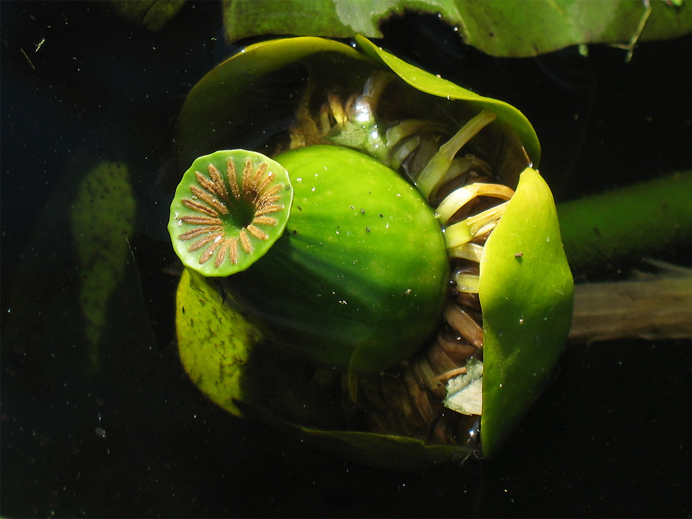 Изображение особи Nuphar lutea.