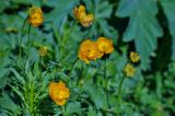 Trollius altaicus