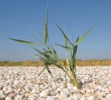 Phragmites australis. Вегетирующее растение. Краснодарский край, м/о Анапа, окр. ст. Благовещенская, Кизилташский лиман, коса Голенькая, ракушечный пляж. 09.08.2014.