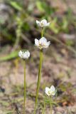 Parnassia palustris. Побеги с цветками. Кольский п-ов, Терский берег Белого моря. 01.08.2014.