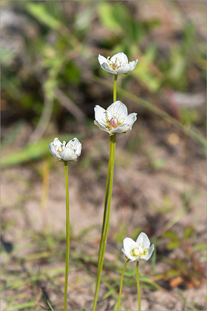 Изображение особи Parnassia palustris.