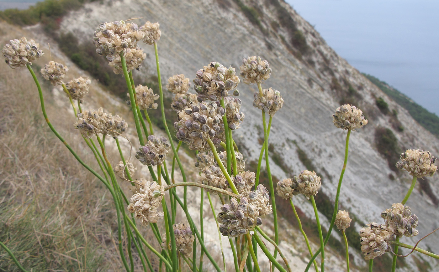 Image of Allium psebaicum specimen.