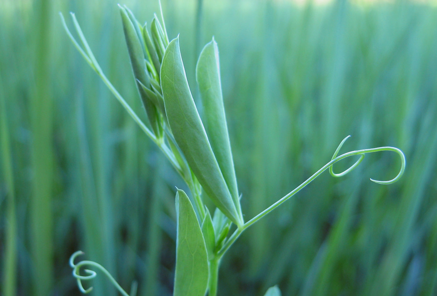 Изображение особи Lathyrus pratensis.