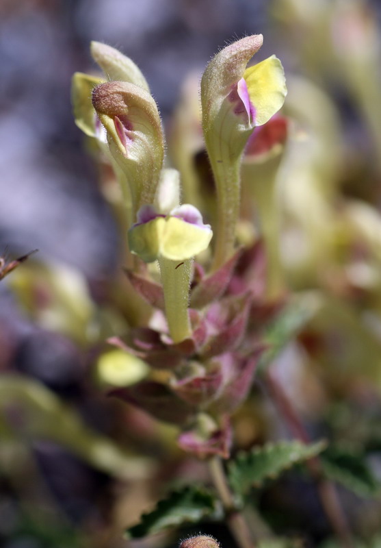 Image of Scutellaria adenostegia specimen.