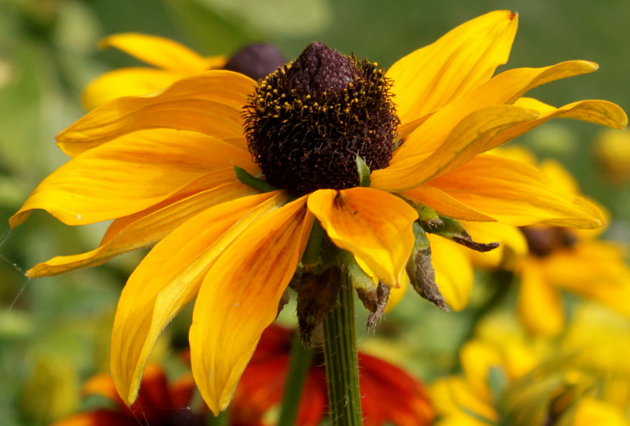 Image of Rudbeckia hirta specimen.