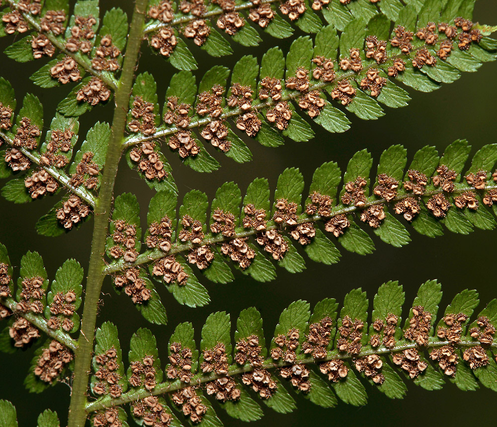 Image of Dryopteris filix-mas specimen.