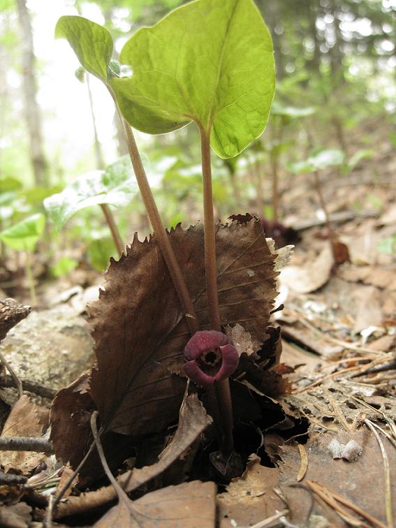 Изображение особи Asarum heterotropoides.