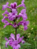 Betonica macrantha
