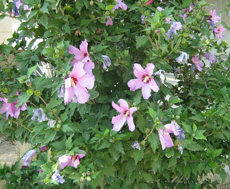 Image of Hibiscus syriacus specimen.