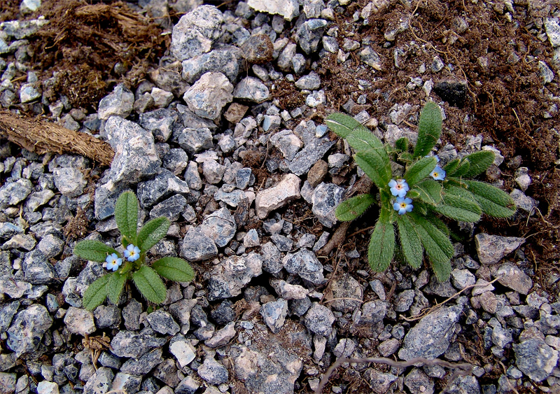 Изображение особи Trigonocaryum involucratum.