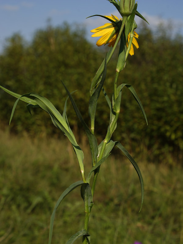 Изображение особи Tragopogon orientalis.