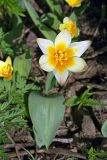 Tulipa berkariensis