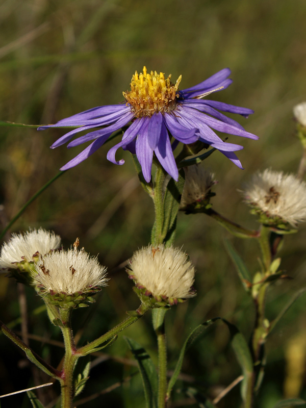 Изображение особи Aster amellus.