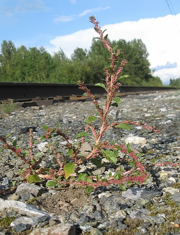 Image of Amaranthus albus specimen.