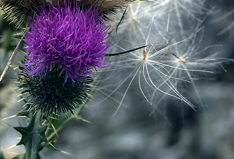 Изображение особи Cirsium vulgare.