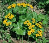 Caltha palustris. Цветущее растение с листьями. Московская обл., Раменский р-н, окр. дер. Хрипань, русло речки Хрипань. 09.05.2015.