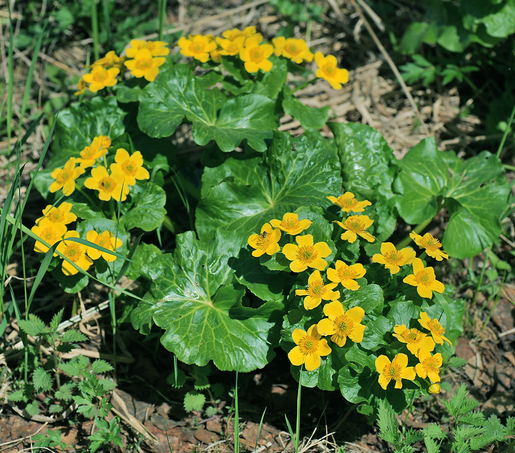 Изображение особи Caltha palustris.