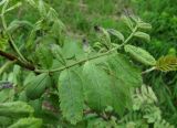 Sorbus aucuparia