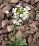 Arabidopsis arenosa