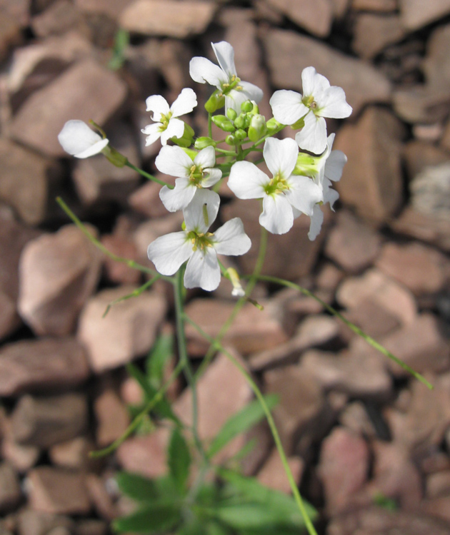 Изображение особи Arabidopsis arenosa.