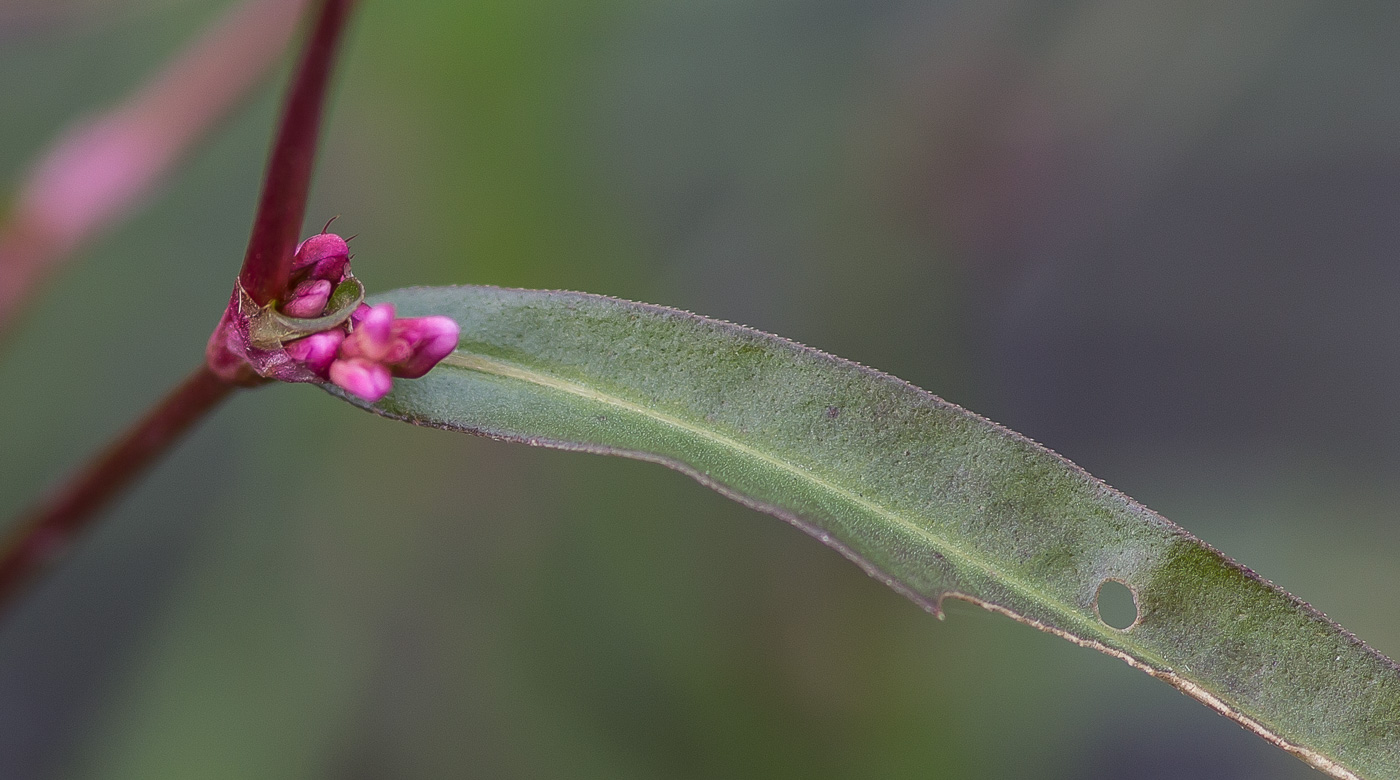Изображение особи Persicaria hydropiper.
