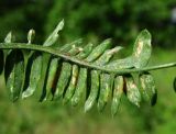 Vicia cracca. Верхушка листа с поражениями (вид снизу). Краснодарский край, Сочи, окр. Адлера, луг. 29.06.2015.