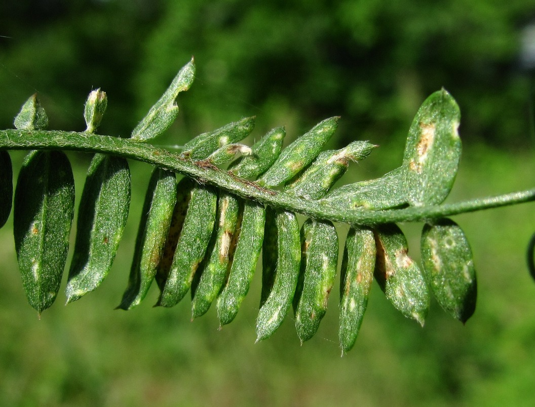 Image of Vicia cracca specimen.