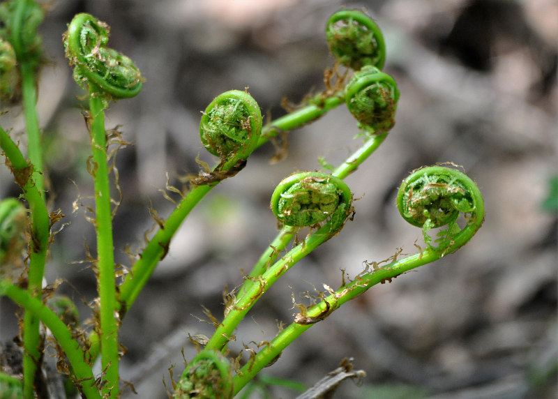 Image of Athyrium filix-femina specimen.