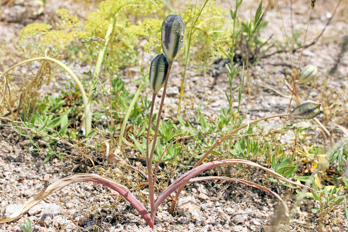 Image of Tulipa bifloriformis specimen.