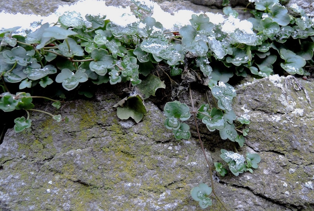 Image of Cymbalaria muralis specimen.